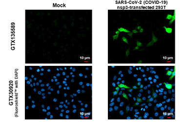 Anti-SARS-CoV-2 (COVID-19) nsp3 antibody used in Immunocytochemistry/ Immunofluorescence (ICC/IF). GTX135589